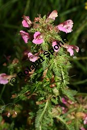 Sumpf-Lusekraut, Pedicularis palustris und Eriophorum angustifolium, Schmalblttriges Wollgras Kauf von 06568_pedicularis_palustris_img_3170.jpg