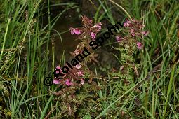 Sumpf-Lusekraut, Pedicularis palustris und Eriophorum angustifolium, Schmalblttriges Wollgras Kauf von 06568_pedicularis_palustris_img_3172.jpg