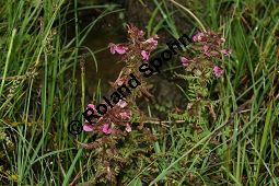 Sumpf-Läusekraut, Pedicularis palustris und Eriophorum angustifolium, Schmalblättriges Wollgras Kauf von 06568_pedicularis_palustris_img_3172.jpg