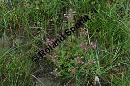 Sumpf-Lusekraut, Pedicularis palustris und Eriophorum angustifolium, Schmalblttriges Wollgras Kauf von 06568_pedicularis_palustris_img_3174.jpg