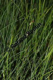 Schlamm-Segge, Carex limosa Kauf von 06569_carex_limosa_img_3164.jpg