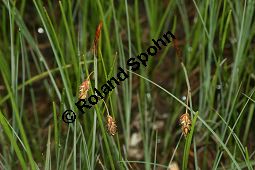 Schlamm-Segge, Carex limosa Kauf von 06569_carex_limosa_img_3165.jpg