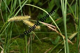 Schnabel-Segge, Carex rostrata Kauf von 06570_carex_rostrata_img_3166.jpg