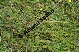 Davalls Segge, Carex davalliana, Carex davalliana, Davalls Segge, Cyperaceae, Habitus Kauf von 06571_carex-davalliana_img_3182.jpg