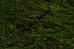 Davalls Segge, Carex davalliana, Carex davalliana, Davalls Segge, Cyperaceae, Habitus Kauf von 06571_carex-davalliana_img_3183.jpg