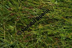 Davalls Segge, Carex davalliana, Carex davalliana, Davalls Segge, Cyperaceae, Habitus Kauf von 06571_carex-davalliana_img_3184.jpg