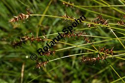 Davalls Segge, Carex davalliana, Carex davalliana, Davalls Segge, Cyperaceae, Habitus Kauf von 06571_carex-davalliana_img_3186.jpg