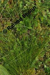 Davalls Segge, Carex davalliana, Carex davalliana, Davalls Segge, Cyperaceae, Habitus Kauf von 06571_carex_davalliana_dsc_4588.jpg