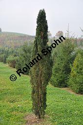 Gewöhnliche Eibe 'Fastigiata Robusta', Säulen-Eibe, Taxus baccata 'Fastigiata Robusta', Taxaceae, Taxus baccata 'Fastigiata Robusta', Gewöhnliche Eibe 'Fastigiata Robusta', Säulen-Eibe, Habitus Kauf von 06572_taxus_baccata_fastigiata_robusta_dsc_0728.jpg