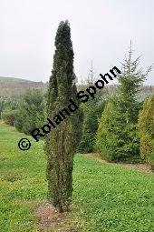 Gewöhnliche Eibe 'Fastigiata Robusta', Säulen-Eibe, Taxus baccata 'Fastigiata Robusta', Taxaceae, Taxus baccata 'Fastigiata Robusta', Gewöhnliche Eibe 'Fastigiata Robusta', Säulen-Eibe, Habitus Kauf von 06572_taxus_baccata_fastigiata_robusta_dsc_0729.jpg