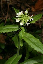 Turm-Gnsekresse, Turmkraut, Arabis turrita Kauf von 06573_arabis_turrita_img_1384.jpg