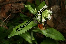 Turm-Gänsekresse, Turmkraut, Arabis turrita Kauf von 06573_arabis_turrita_img_1385.jpg