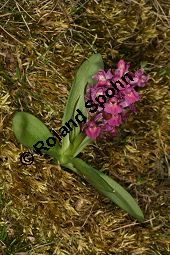Holunder-Knabenkraut, Holunder-Fingerwurz, Dactylorhiza sambucina, Orchis sambucina Kauf von 06575_dactylorhiza_sambucina_img_1426.jpg