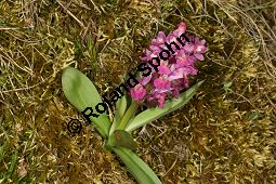 Holunder-Knabenkraut, Holunder-Fingerwurz, Dactylorhiza sambucina, Orchis sambucina Kauf von 06575_dactylorhiza_sambucina_img_1428.jpg