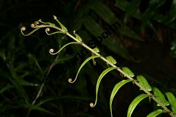 Leitern-Saumfarn, Pteris vittata, Pteris longifolia Kauf von 06578_pteris_vittata_img_1092.jpg