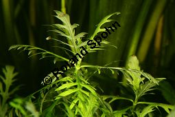 Indischer Wasserwedel, Hygrophila difformis Kauf von 06580_hygrophila_difformis_img_1123.jpg