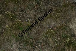 Niedrige Segge, Erd-Segge, Carex humilis Kauf von 06581_carex_humilis_img_1160.jpg