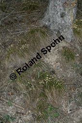 Niedrige Segge, Erd-Segge, Carex humilis Kauf von 06581_carex_humilis_img_1162.jpg
