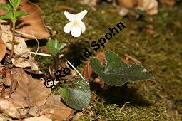 Weißes Veilchen, Viola alba ssp. alba Kauf von 06582_viola_alba_alba_img_1215.jpg