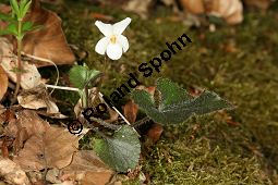 Weißes Veilchen, Viola alba ssp. alba Kauf von 06582_viola_alba_alba_img_1216.jpg