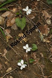 Weißes Veilchen, Viola alba ssp. alba Kauf von 06582_viola_alba_alba_img_1226.jpg