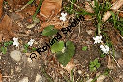 Weißes Veilchen, Viola alba ssp. alba Kauf von 06582_viola_alba_alba_img_1227.jpg