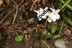 Weißes Veilchen, Viola alba ssp. alba Kauf von 06582_viola_alba_alba_img_1228.jpg