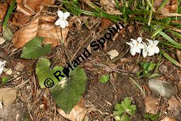 Weißes Veilchen, Viola alba ssp. alba Kauf von 06582_viola_alba_alba_img_1229.jpg