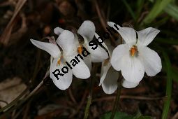 Weißes Veilchen, Viola alba ssp. alba Kauf von 06582_viola_alba_alba_img_1230.jpg