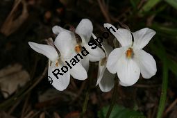 Weißes Veilchen, Viola alba ssp. alba Kauf von 06582_viola_alba_alba_img_1231.jpg