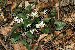 Weißes Veilchen, Viola alba ssp. alba Kauf von 06582_viola_alba_alba_img_1232.jpg