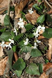 Weißes Veilchen, Viola alba ssp. alba Kauf von 06582_viola_alba_alba_img_1233.jpg