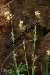 Bewimperte Segge, Wimper-Segge, Carex pilosa Kauf von 06583_carex_pilosa_img_1246.jpg