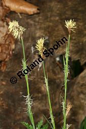 Bewimperte Segge, Wimper-Segge, Carex pilosa Kauf von 06583_carex_pilosa_img_1247.jpg