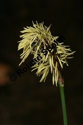 Bewimperte Segge, Wimper-Segge, Carex pilosa Kauf von 06583_carex_pilosa_img_1248.jpg
