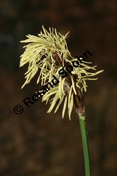 Bewimperte Segge, Wimper-Segge, Carex pilosa Kauf von 06583_carex_pilosa_img_1249.jpg