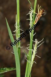 Bewimperte Segge, Wimper-Segge, Carex pilosa Kauf von 06583_carex_pilosa_img_1250.jpg