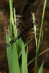 Bewimperte Segge, Wimper-Segge, Carex pilosa Kauf von 06583_carex_pilosa_img_1251.jpg