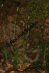 Bewimperte Segge, Wimper-Segge, Carex pilosa Kauf von 06583_carex_pilosa_img_1254.jpg
