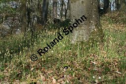 Bewimperte Segge, Wimper-Segge, Carex pilosa Kauf von 06583_carex_pilosa_img_1267.jpg