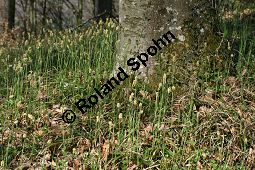 Bewimperte Segge, Wimper-Segge, Carex pilosa Kauf von 06583_carex_pilosa_img_1268.jpg