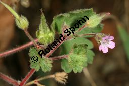 Rundblättriger Storchschnabel, Geranium rotundifolium Kauf von 06584_geranium_rotundifolium_img_4278.jpg