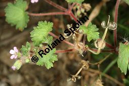 Rundblättriger Storchschnabel, Geranium rotundifolium Kauf von 06584_geranium_rotundifolium_img_4279.jpg
