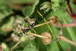 Rundblättriger Storchschnabel, Geranium rotundifolium Kauf von 06584_geranium_rotundifolium_img_4281.jpg