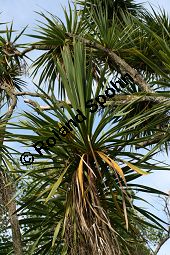 Südliche Keulenlilie, Südlicher Keulenbaum, Südliche Kolbenlilie, Cordyline australis, Dracaena australis Kauf von 06585_cordyline_australis_img_1910.jpg