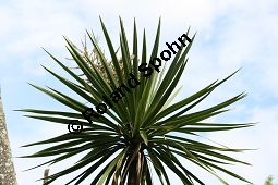 Südliche Keulenlilie, Südlicher Keulenbaum, Südliche Kolbenlilie, Cordyline australis, Dracaena australis Kauf von 06585_cordyline_australis_img_1911.jpg