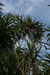 Südliche Keulenlilie, Südlicher Keulenbaum, Südliche Kolbenlilie, Cordyline australis, Dracaena australis Kauf von 06585_cordyline_australis_img_1912.jpg