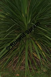 Südliche Keulenlilie, Südlicher Keulenbaum, Südliche Kolbenlilie, Cordyline australis, Dracaena australis Kauf von 06585_cordyline_australis_img_1914.jpg