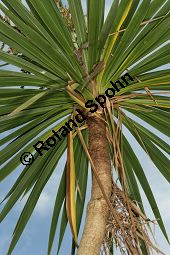 Südliche Keulenlilie, Südlicher Keulenbaum, Südliche Kolbenlilie, Cordyline australis, Dracaena australis Kauf von 06585_cordyline_australis_img_1916.jpg
