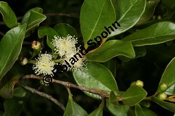 Guinea-Guave, Psidium guineense, Psidium araca Kauf von 06588_psidium_guineense_img_1994.jpg